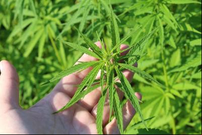 Anvisa autoriza venda de produtos à base de Cannabis