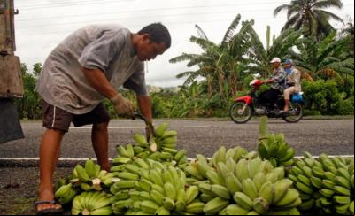 ONU tenta reverter efeitos de doença que ameaça plantações de bananas