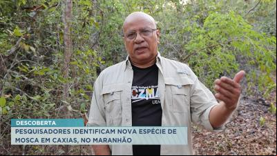 Nova espécie de mosca é descoberta em Caxias por pesquisador maranhense 