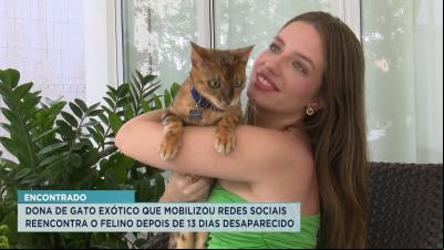 Gato exótico que estava desaparecido volta pra casa em São Luís