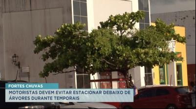 Chuvas: saiba o que fazer em caso de queda de árvores em cima de carros