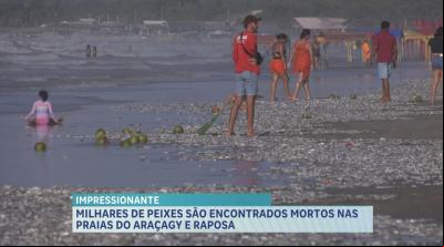 Praias em São José de Ribamar amanhecem com sardinhas mortas na faixa de areia