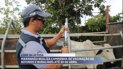 Zona livre da aftosa: MA realiza última campanha de vacinação no Estado