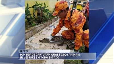  Bombeiros capturam quase 2 mil animais silvestres em áreas urbanas do Maranhão