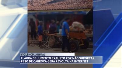 Flagra de maus-tratos contra jumenta levanta discussão nas redes sociais