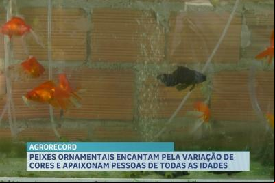 Agro Record: agricultura familiar, Ceasa em Imperatriz, alta no café e peixes ornamentais