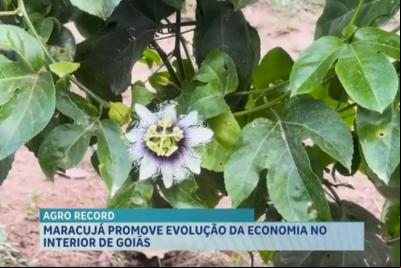 Agro Record: pesquisa da UFMA identifica peixe inédito nos rios maranhenses