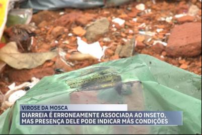 Aumento de chuvas requer cuidados redobrados com a “virose da mosca”