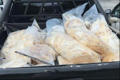 Em São Luís, Polícia Civil apreende mais de 70 quilos de cartilagem de tubarão