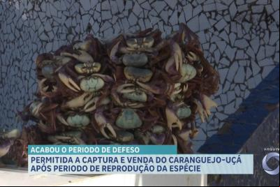 Defeso do caranguejo-uçá inicia no Maranhão com fiscalização intensificada
